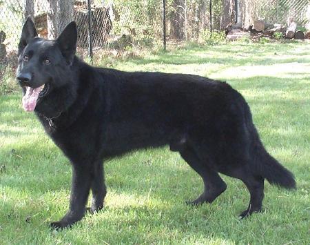 Bahmanyar Vom Lynnholtz