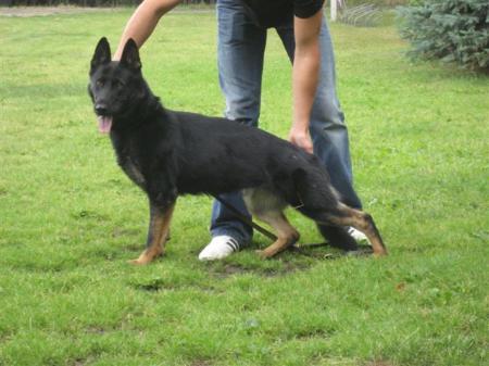 Hera von der Riesenkastanie