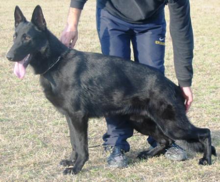 Eddie vom Haus Rentz