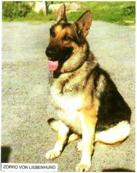 Viva Zorro von Liebenhund