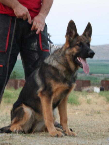 Cinta iz Rozy Vetrov