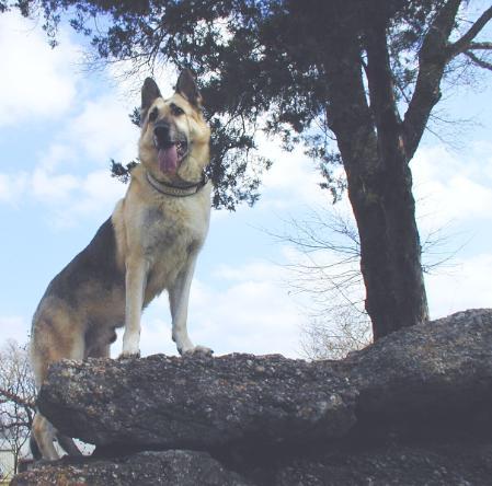 Rin Tin Tins Oooh-Ahhh