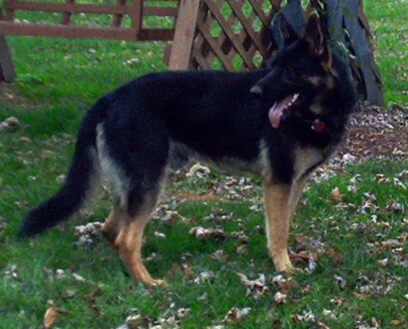 Duke Ivan Von Motsinger