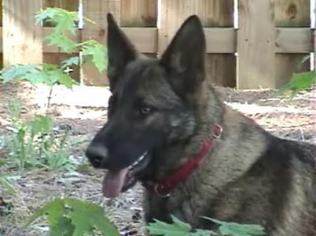 Bella vom haus Harris