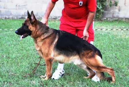 V1 Enzo vom Twickelland