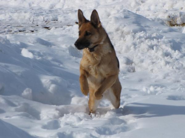 Catie von der Hollenburg