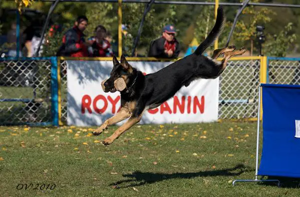 Grand iz Legendarnogo Forvarda