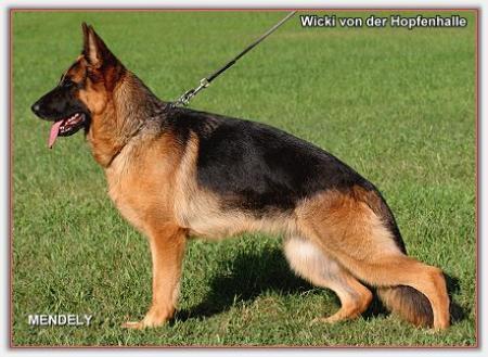 V Wicki von der Hopfenhalle