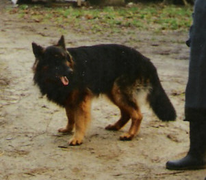 Goliat vom Castel-Eos