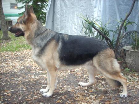 Carmail Wolf Aaron