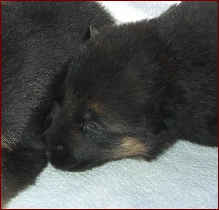 Boji ' Dar vom Wolpertinger Wald