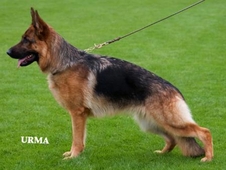 VA (L) Jacky vom Thermodos