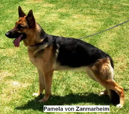 Pamela von Zanmarheim