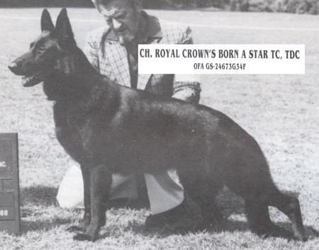 CH (US) Royal Crown's Born A Star
