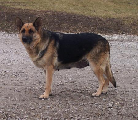 Beattys Shaquell of Kovo