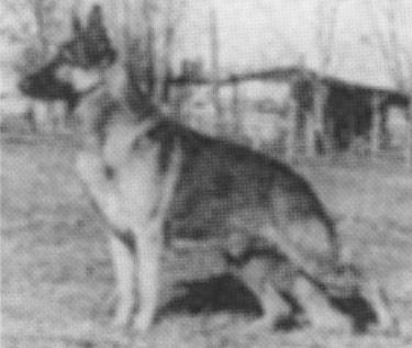 Duster's Boogey Down (Boeg)