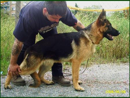 Clifford vom Wolpertinger Wald