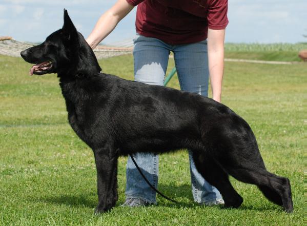 V Rubie of My BodyGuard