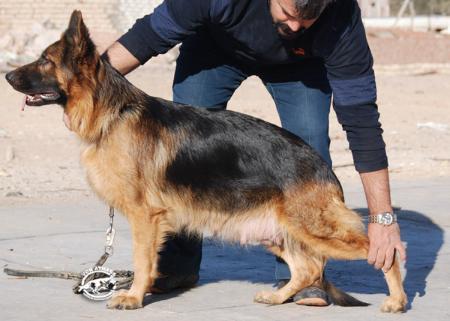 Estara vom Bierstadter Hof