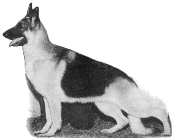 SEL CH (US) Skylark's Lady Jane