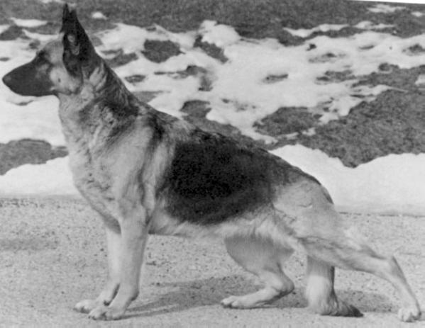 CH (US) Scher-Lo's Francie