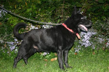 Gresham Hollow's Lieutenant