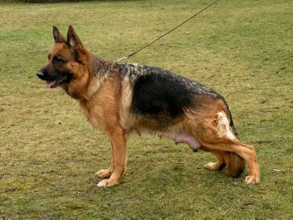 Yvonne von Bellissimo