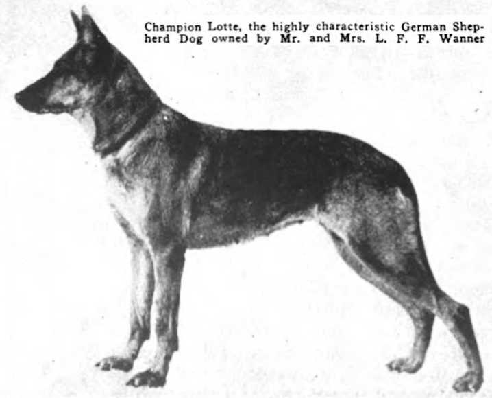 1918 GVX CH (US) Lotte von Edelweiss
