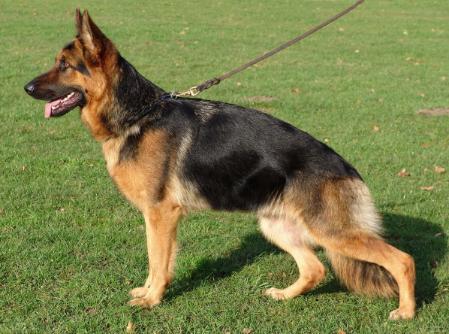 SG JKL Centa von der schwarzen Taiga