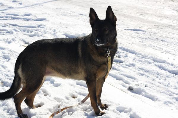 Quanto's Banja Vom Bamberg