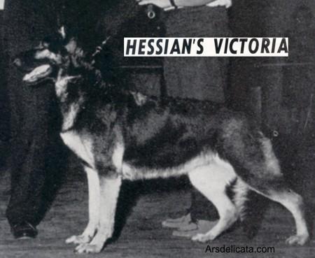 Hessian's Victoria