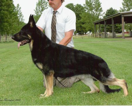 (US) CH Saterhaus Badboy of Nordlicht