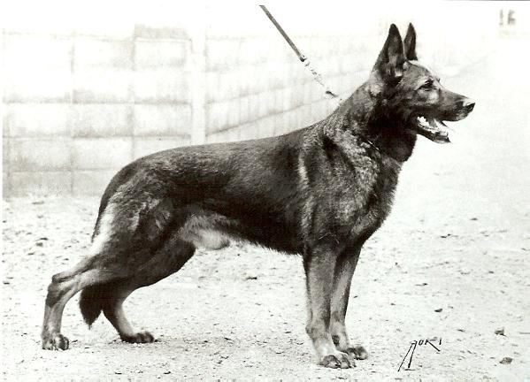 V Ringo vom Marongstein