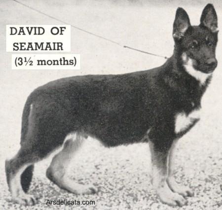 David of Seamair