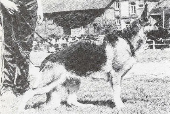 Niza de Valvygne