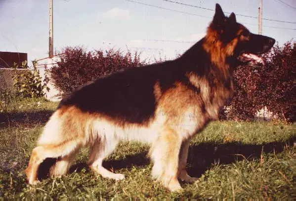 Eros von der Karwiede