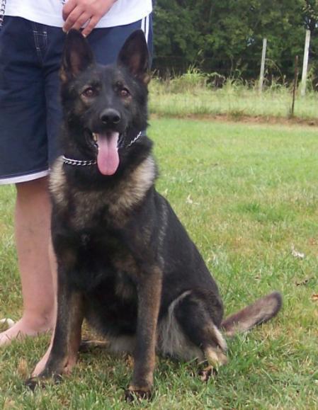 Aischa von der Annaburger Heide