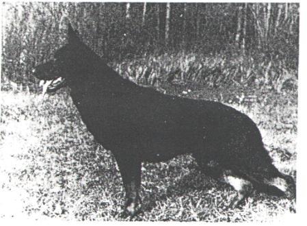 V Apollo Odyssea
