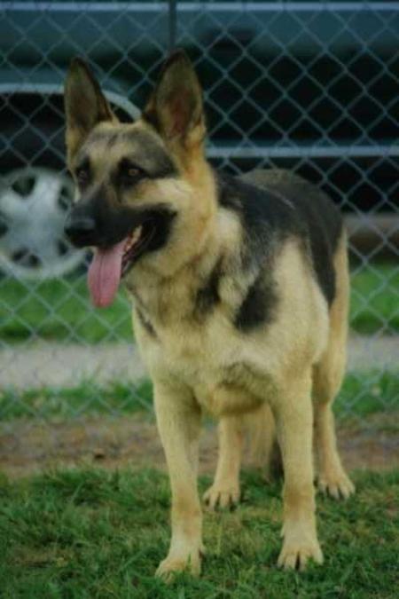 Princess Jasmine von Earnhardt