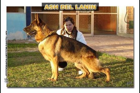 Ash del Lanin
