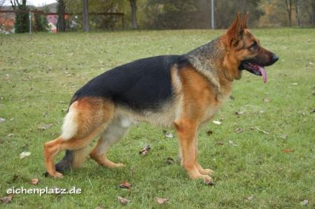 V74 BSZS 2008 Esico von Scrapelowe