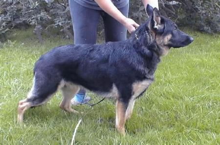 Druidale November Rain