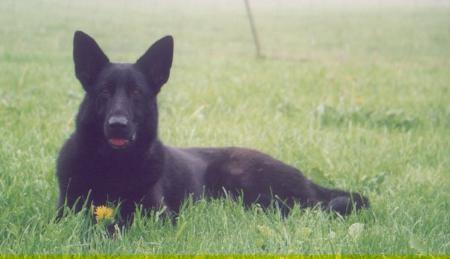 Fleetbreezes Zenta V Draven