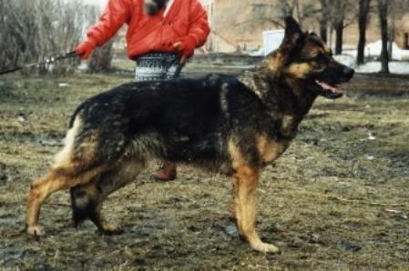 Odett vom Blauen Modeneser