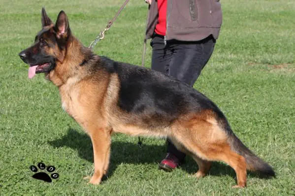 Anny (Casal Moncada)