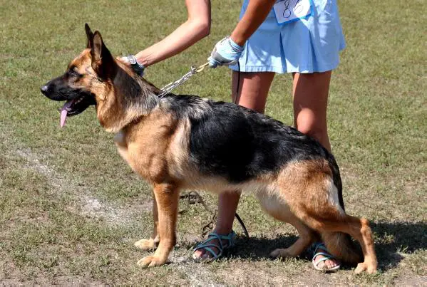 Ambe Gipfel des Ruhmes