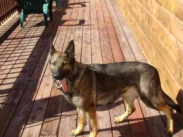 Dareya vom Bonauer Wald