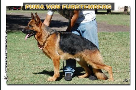 V Puma von Furstemberg