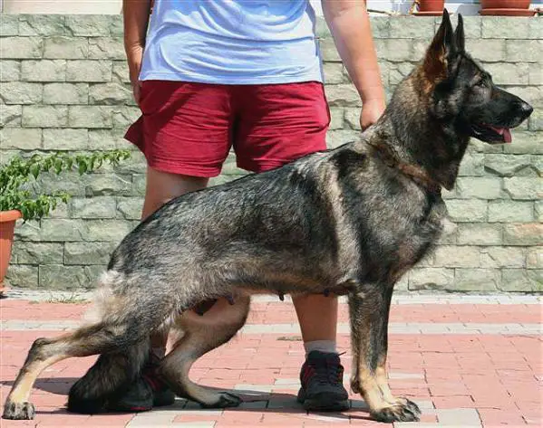 SG Biscaya Moravia Campanella