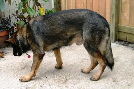 quazar vom cross winds